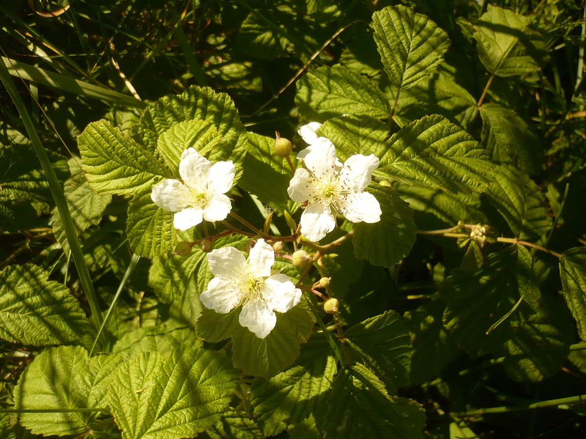 Rubus caesius (Rosaceae)